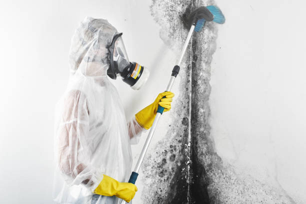Best Emergency Mold Remediation  in Riverdale, NJ